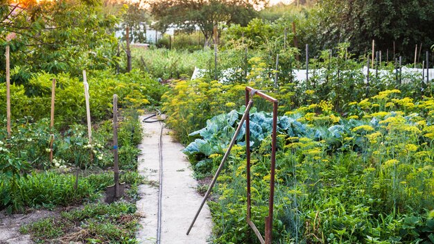 View of vegetable garden at summer sunset