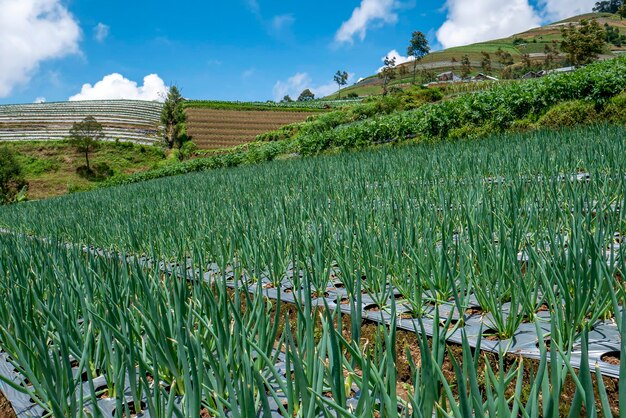 View of vegetable plantation in the mountains of Temanggung Central Java Indonesia