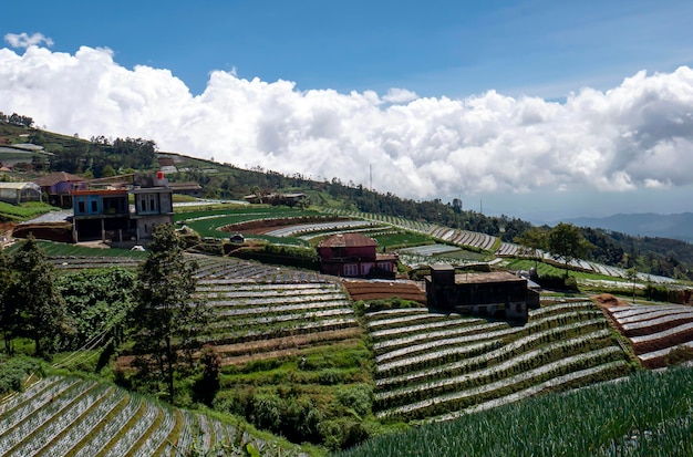 View of vegetable plantation in the mountains of Temanggung Central Java Indonesia