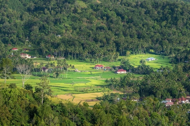 A view of a village in the jungle