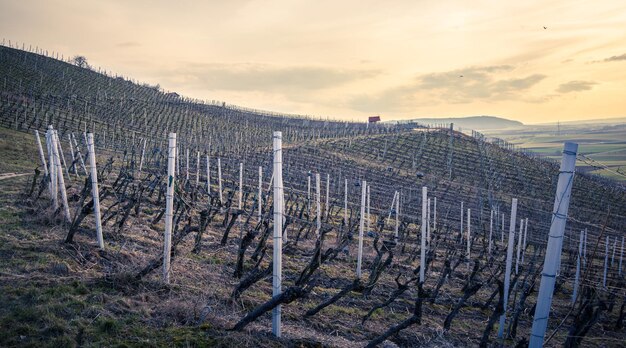 Photo view of vineyard against sky during sunset