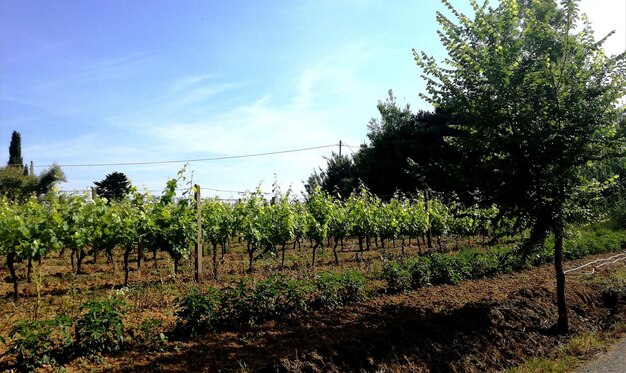 View of vineyard against sky