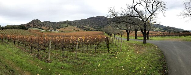 Photo view of vineyard against sky