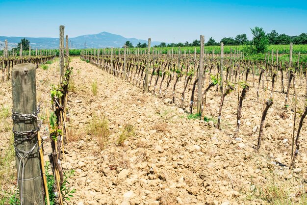 Foto vista della vigna contro il cielo