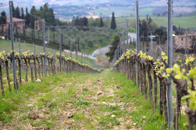 View of vineyard at the Toscana with the cypresses at the background