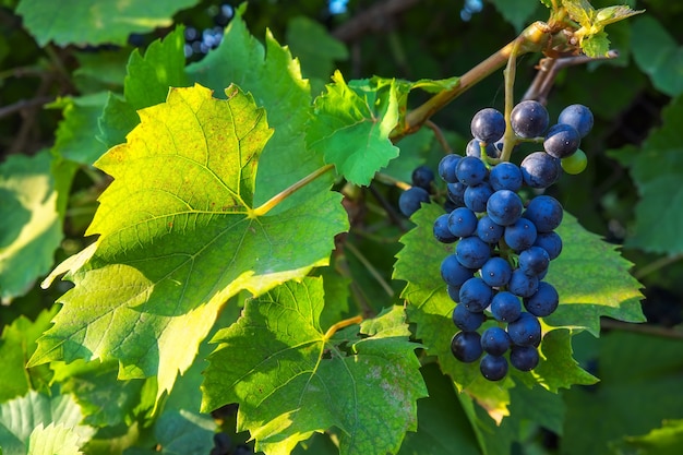 View of vineyard with bunches of wine grapes. Republic of Moldova grapes harvesting season.