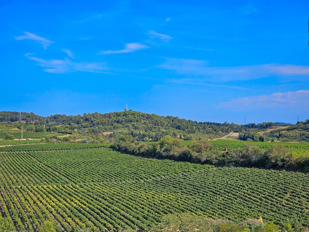 View of vineyards from Carcassonne city in the south of France