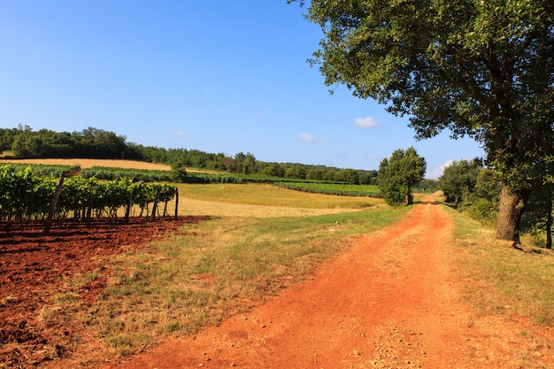 View of vineyards, Istria