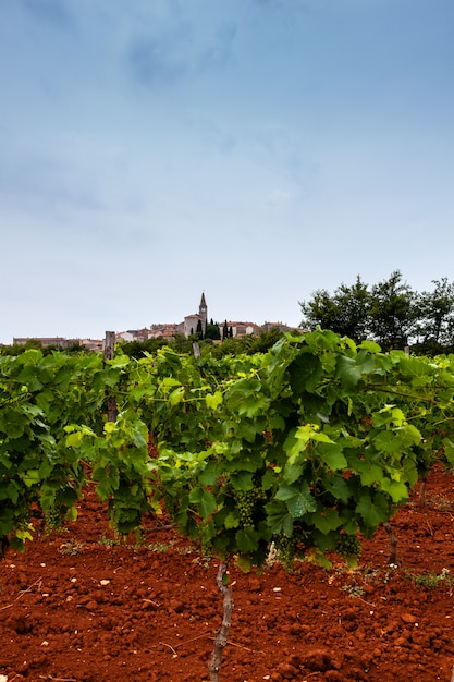 View of vineyards in the Istrian countryside