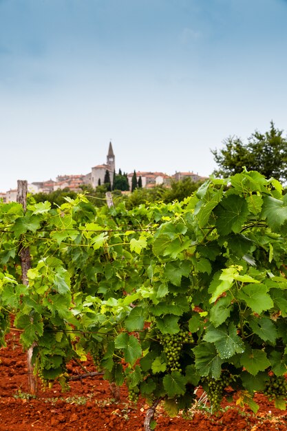 View of vineyards in the Istrian countryside