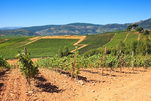 빌라프랑카 델 비에르조(Villafranca del Bierzo)의 영토인 스페인 시골의 포도밭 전망