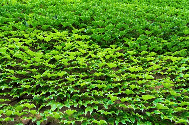 The view of the wall which is completely covered with wild grapes.