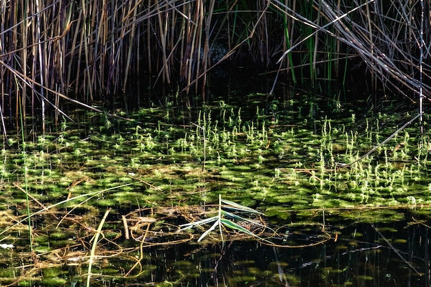 Foto vista dell'acqua nel lago