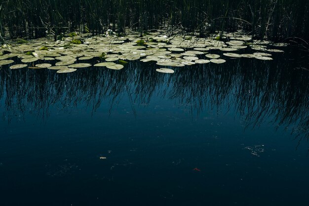 Photo view of water lily in lake