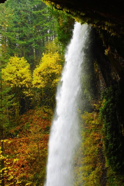 Foto vista di una cascata nella foresta