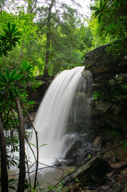 Foto vista di una cascata nella foresta