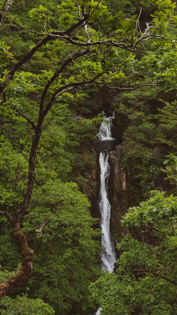 View of waterfall in forest