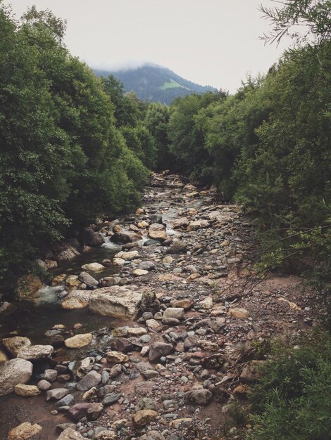 Photo view of waterfall in forest