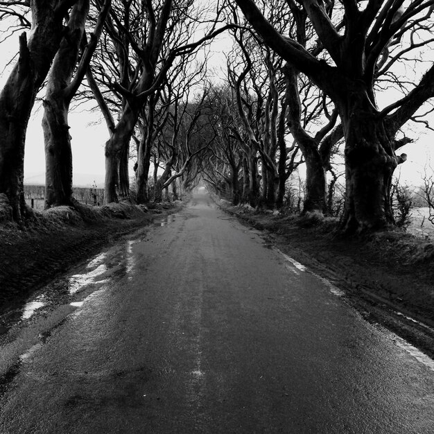 Foto vista della strada bagnata in mezzo agli alberi nudi