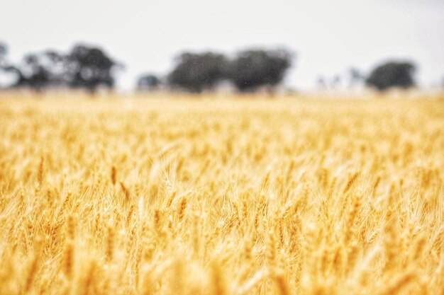 View of wheat field against sky