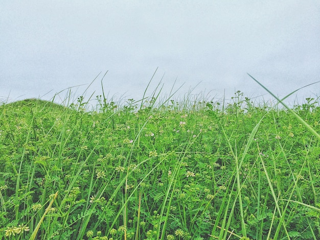 Foto vista di un campo di grano contro il cielo