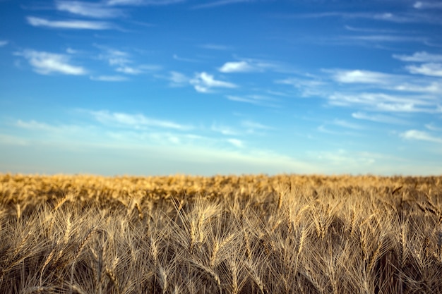 View at the wheat field and blue sky. Ukrainian landscape