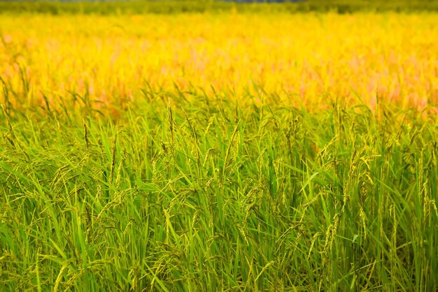 View of wheat field