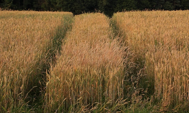 View of wheat field