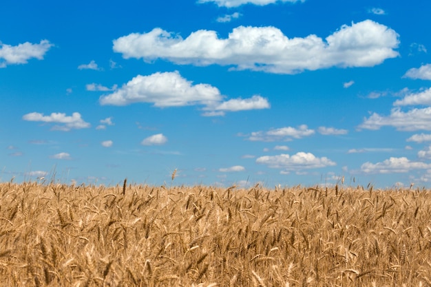 View at the wheat field