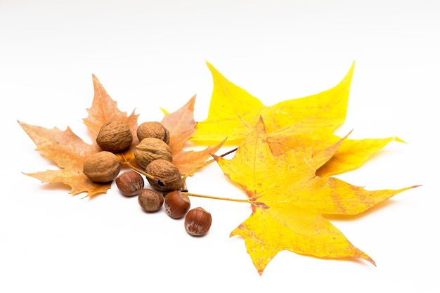 View on white background various autumn fruits and yellow leaves