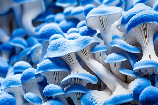 Photo view of white and blue mushrooms