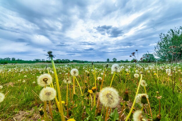 View of white flowering plants on field