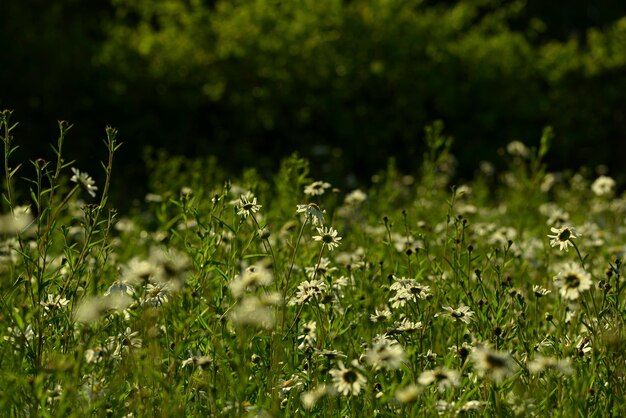 View of white flowering plants on field