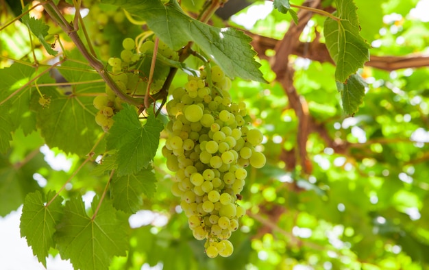 View of white grapes