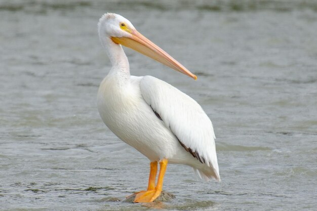 View of white pelican bird