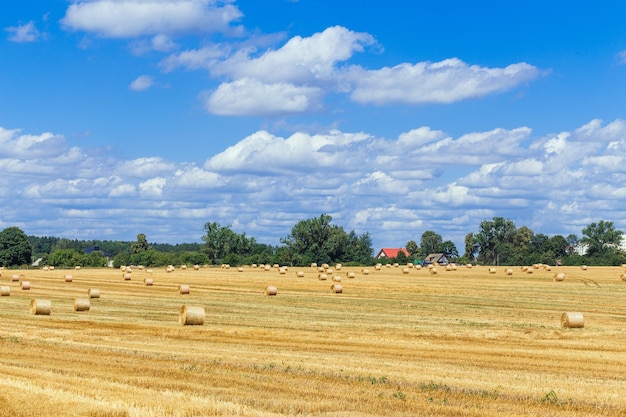 View of a wide harvested field with big yellow straw bales on rural background.