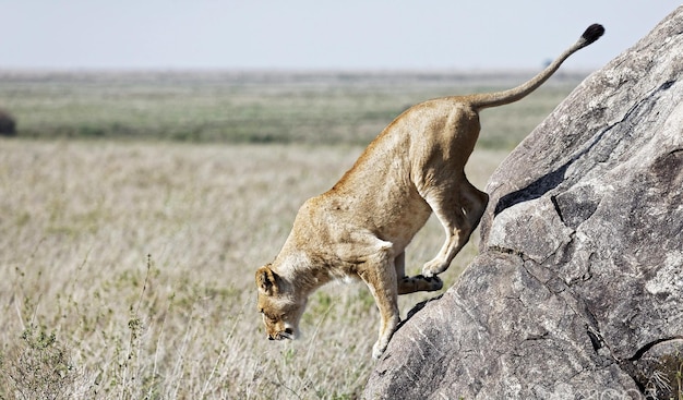 View of wild animal on rock