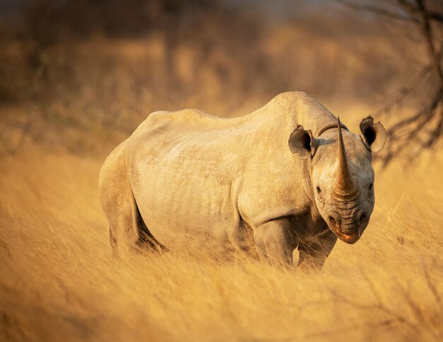 Foto la vista di un animale selvaggio