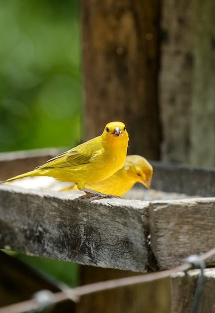 風景を見下ろすセラダマンチケーラ山脈の野鳥の眺め