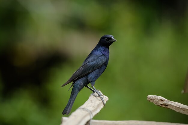 View of Wild Birds in the Serra da Mantiqueira mountains overlooking the landscape