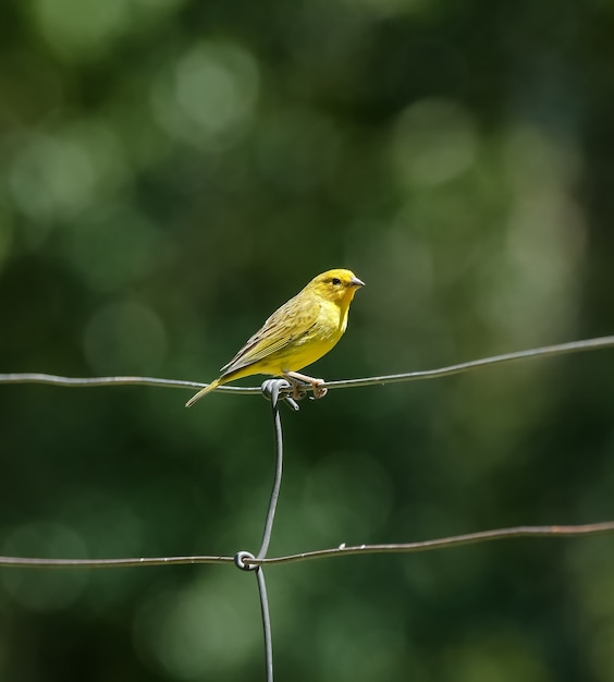 風景を見下ろすセラダマンチケーラ山脈の野鳥の眺め