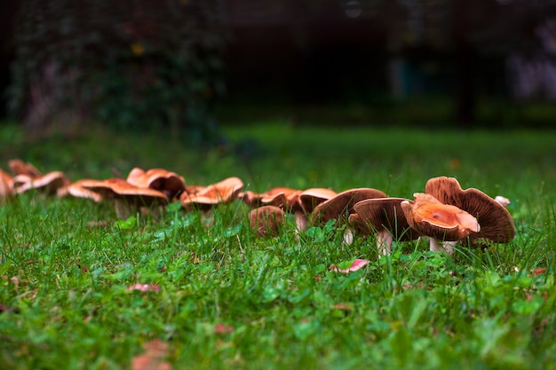 View of wild mushrooms on the grass