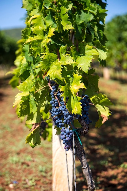 View at wineyard