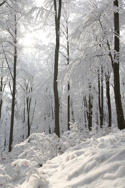 Вид на зимний буковый лес морозным солнечным утром