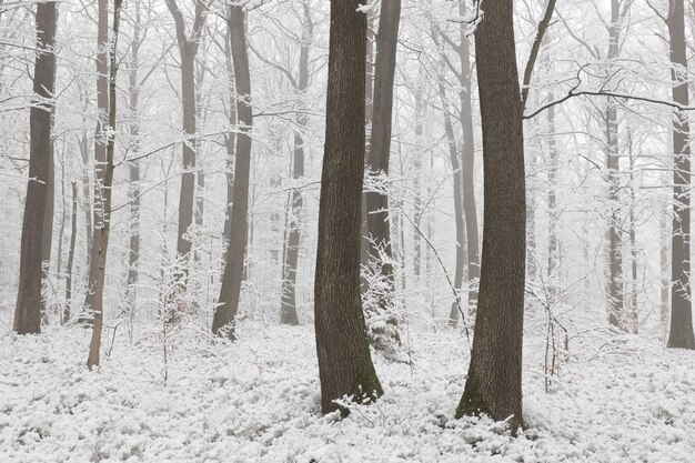 View of winter forest on a frosty morning