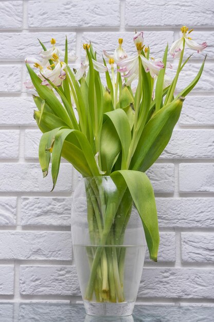 View of withered white tulips against a white brick wall background