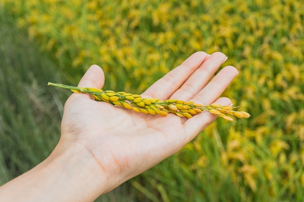 View of a woman's hand holding rice plant