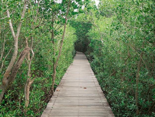 Vista del ponte di legno nella foresta di mangrovie, phetchaburi, thailandia