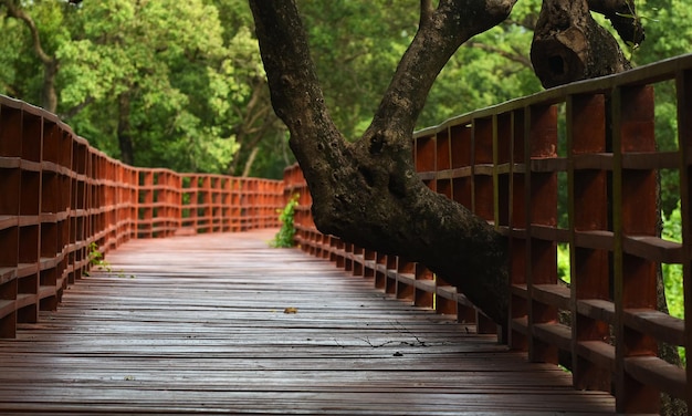 view wooden bridge nature walk