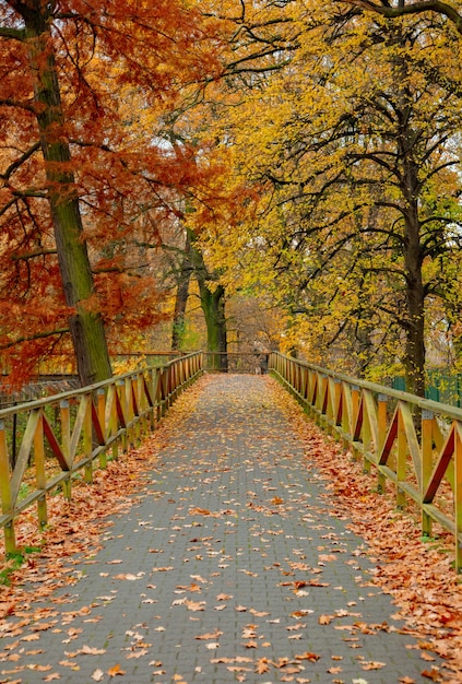 Вид на деревянный мост с желтыми деревьями осенью